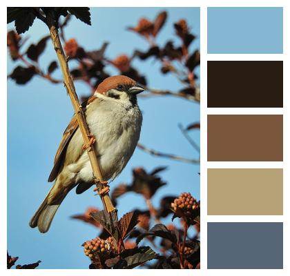 Bird Sparrow Brown Bird Image
